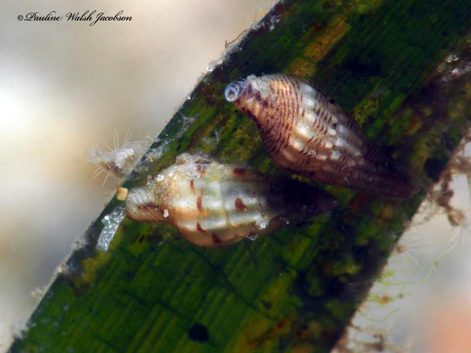 lineate dovesnail