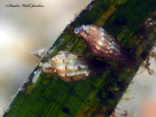 lineate dovesnail