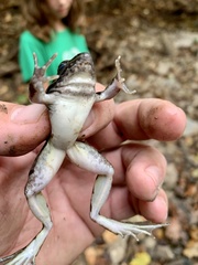 Lithobates blairi