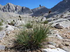 Carex heteroneura