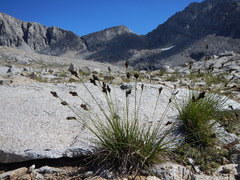 Carex heteroneura