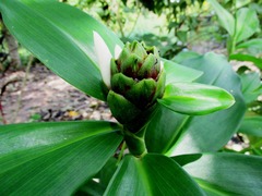 Costus arabicus
