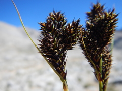 Carex heteroneura
