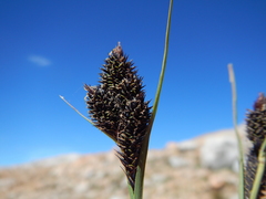 Carex heteroneura