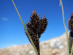 Carex heteroneura