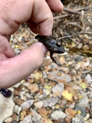 Lithobates blairi