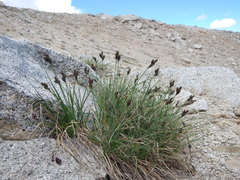 Carex heteroneura
