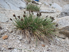 Carex heteroneura