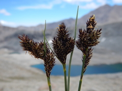 Carex heteroneura