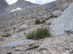 Carex heteroneura