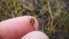 Juncus triglumis