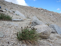 Carex heteroneura