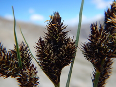 Carex heteroneura