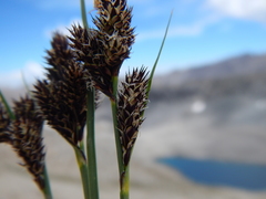 Carex heteroneura