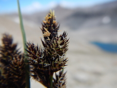 Carex heteroneura