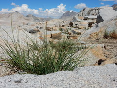 Carex heteroneura