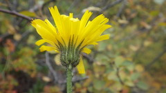 Hieracium aquiliforme