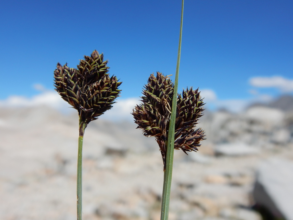 Heller's sedge