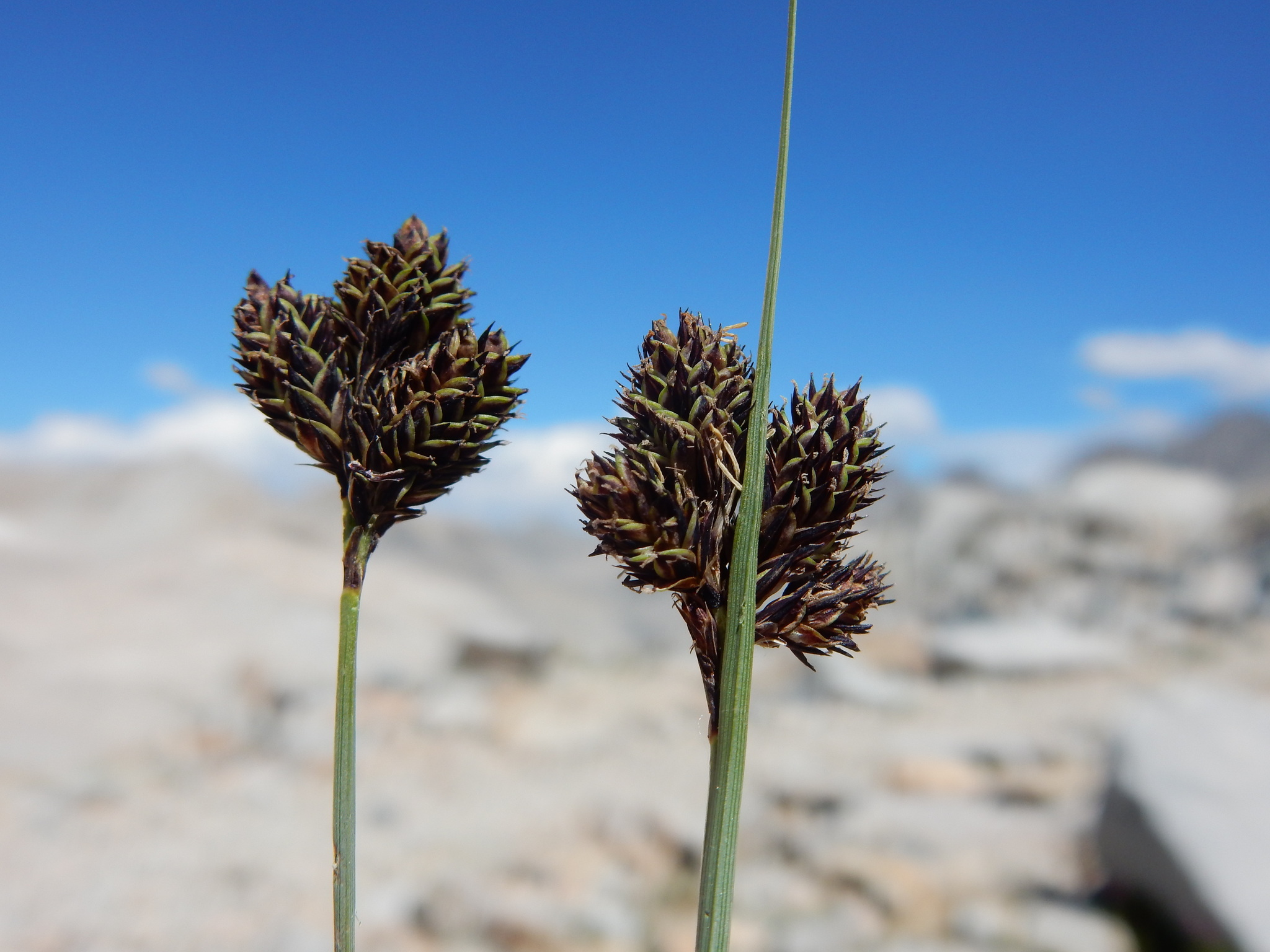 Carex helleri
