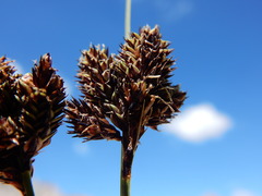 Carex heteroneura