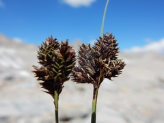 Carex heteroneura