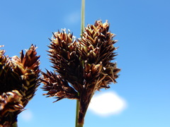 Carex heteroneura