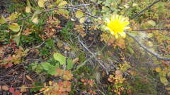 Hieracium aquiliforme