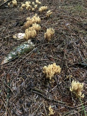 Phaeoclavulina eumorpha