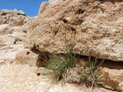 Carex heteroneura