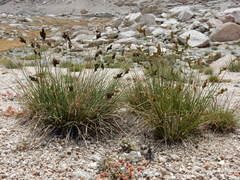 Carex heteroneura