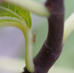 Homotoma ficus