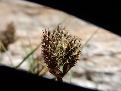Carex heteroneura