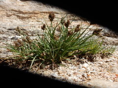 Carex heteroneura