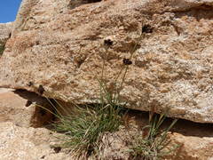 Carex heteroneura