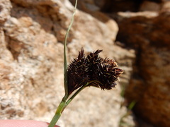 Carex heteroneura