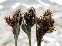 Carex heteroneura