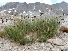 Carex heteroneura