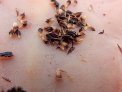 Carex heteroneura