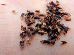 Carex heteroneura