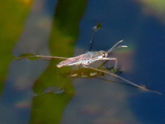 Gerris swakopensis