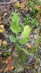 Hieracium aquiliforme