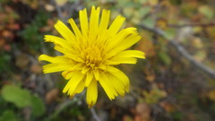 Hieracium aquiliforme
