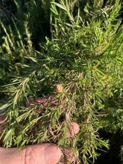 Cliffortia strobilifera