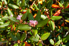 Rhododendron carolinianum