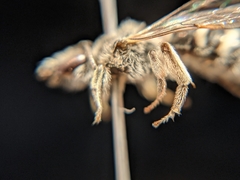 Lasioglossum bardum