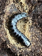 Stenagostus rhombeus