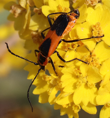 Chauliognathus basalis