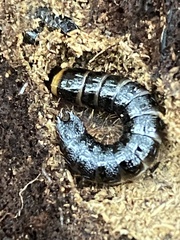 Stenagostus rhombeus