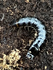 Stenagostus rhombeus