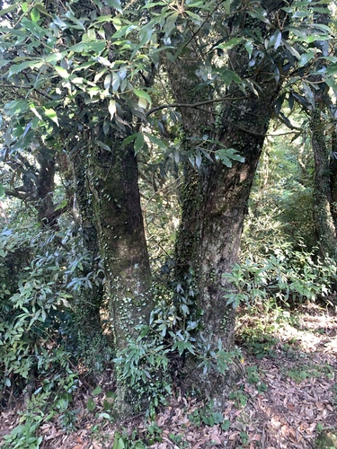 Image of Quercus gilva by (c) 呂一起(Lu i-chi), some rights reserved (CC BY)